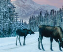 Two moose on a snowy road in Jasper, Alberta.