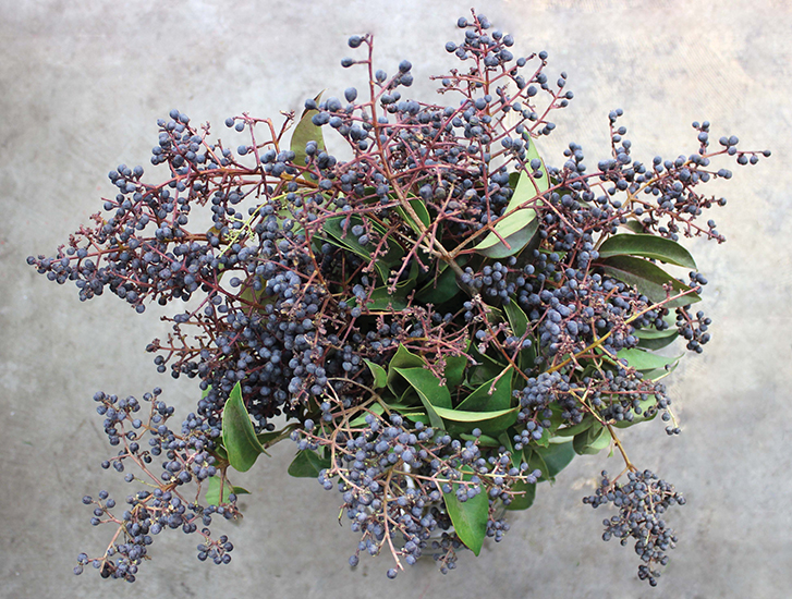 Berries (Fennel likes privet)