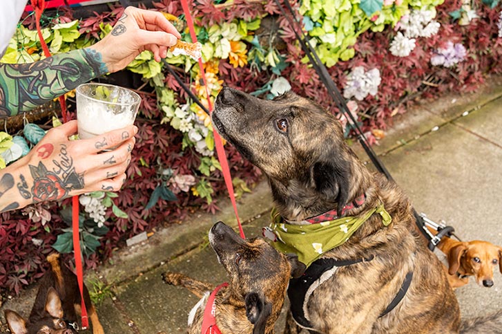 Uncle Abe's Dog Cocktails 1